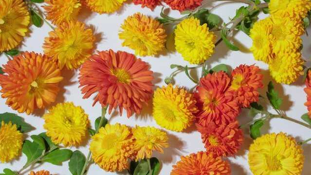 Beautiful chrysanthemums flowers close-up. Background of autumn colorful chrysanthemums and aster flowers. Flowers bunch. Florist, floristry, rotation