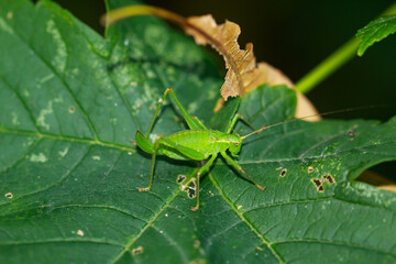 Eine Punktierte Zartschrecke, Leptophyes punctatissima auf einem Blatt.