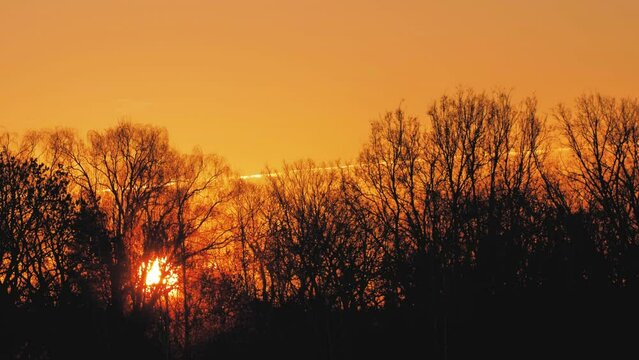 The sun is going up behind the tree branches. Sunrise with orange colors in the sky. Small movement of tree silhouettes in the morning.