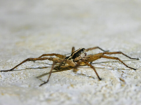 spider on a stone