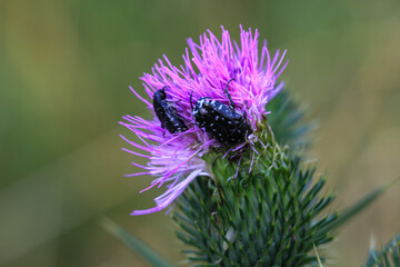 Trauer-Rosenkäfer (Oxythyrea funesta) auf einer Mariendistel.