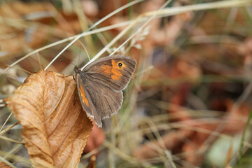 Ein großes Ochsenauge (Maniola jurtina) auf einer Graspflanze.