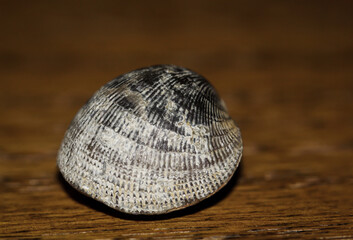 EIn Fossil, eine versteinerte Muschel, ähnlich einer Herzmuschel. - obrazy, fototapety, plakaty