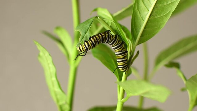 Monarch butterfly caterpillar eating milkweed leaf. Munching caterpillar	