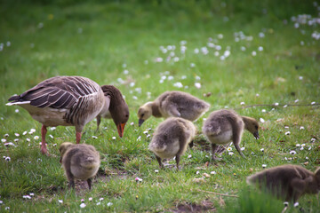 Das Familienleben einer Graugans Familie an einem Teich.