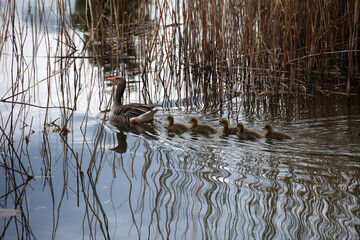 Das Familienleben einer Graugans Familie an einem Teich.