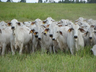 Bezerros