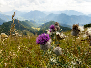 Thistle is the common name of a group of flowering plants characterised by leaves with sharp...