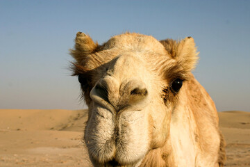 camel in the desert