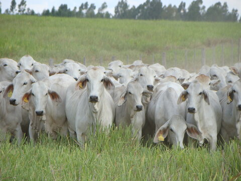 bezerras da ra&ccedil;a brahman
bezerras brahman
