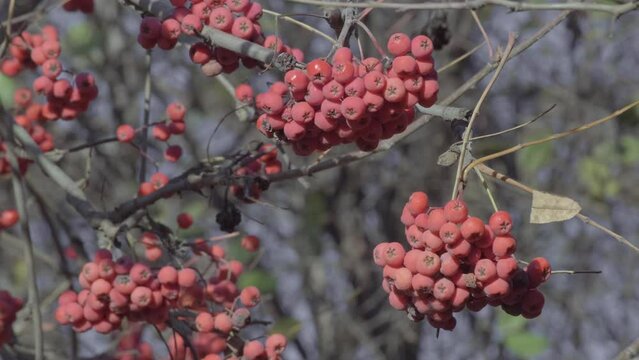 Rowan. Red rowan-berries berries on the rowan-tree in the autumn. Rowanberry