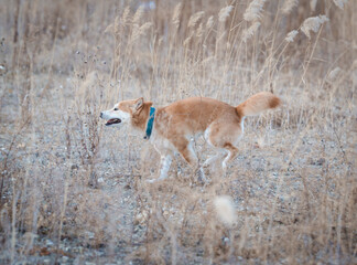 Naklejka na ściany i meble Shiba inu dog running in field of reeds