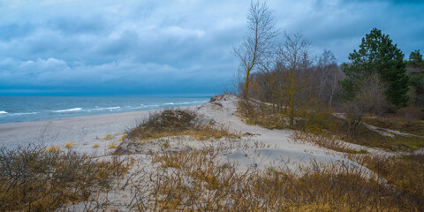 forest on the coast of the Baltic Sea on a cloudy day in autumn