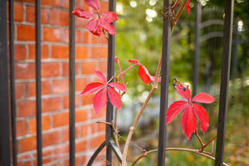 Red autumn leaves on the fence of the park