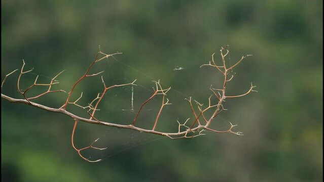 close up of a branch of a tree, Videos For looping, Looping, Nature Footage, Footage in Nature, Plants, Horizontal Footage, Footage for youtube, beautiful nature footage, footage in nature, 