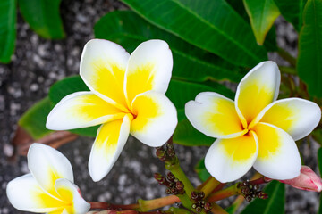 Beautiful white frangipani flowers close-up on a dark background. Tropical flower plants, selective focus