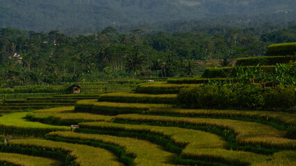 Close up photo of terraced rice field with full of paddy plant. Rural landscape of Kajoran rice field
