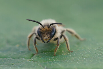 Frontal closeup on a male Yellow-legged mining bee, Andrena flvaipes on a green leaf