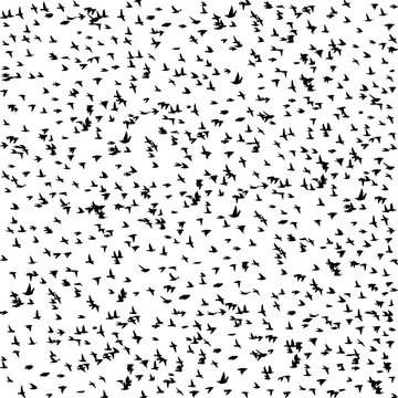 Seamless pattern flying birds. Lots of black starlings. Vector illustration