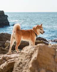 Shiba inu dog at rocky beach with blue sea in background