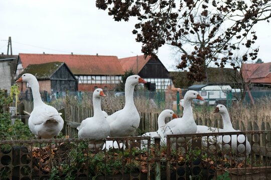A flock of geese in the yard. Half-timbered buildings in background. Swolowo on Polish central Pomerania, near Slupsk. Swolowo is a village known for its half-timbered buildings (Prussian wall)