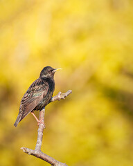 Starling in spring-time