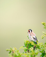 Goldfinch sitting in green leaves with green background