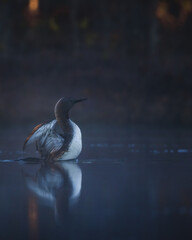 Red-throated diver at the break of dawn