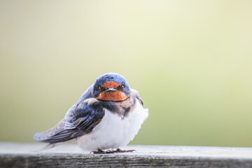 Barn swallow sitting still