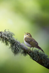 Singing wood warbler