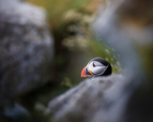 Puffin outside its nest