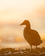 Backlit common eider at sunset