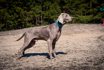 Beautiful gray dog in a collar poses for a photo against the backdrop of a spruce forest