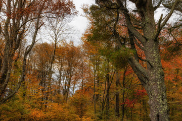 Blue Ridge Parkway in Virginia Autumn Landscape view.