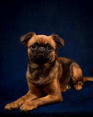 Cute brown dog posing for a photo on blue background