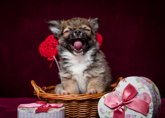 Cute yawning puppy is sitting in a basket near heart shaped boxes