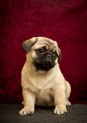 Obraz premium Dog with cute eyes sits on a burgundy background. The breed of the dog is the Pug