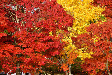 May the season of autumn be full of warmth and joy for you.