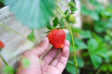 Hand holding red ripe Strawberry in the garden