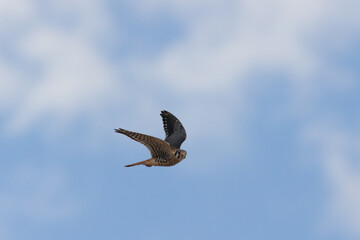 An American kestrel flies through a blue sky with puffy white clouds with it's wings raised and looking towards the camera.