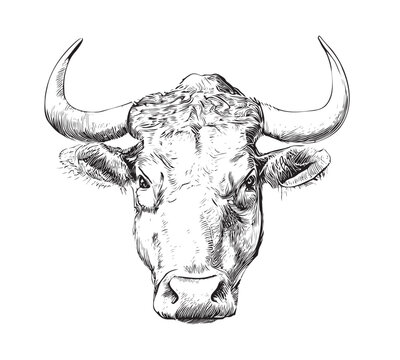 Black and white Bull pencil drawing