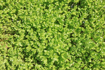 Fototapeta na wymiar 地面を覆う、春の七草のひとつ「ハコベ」
