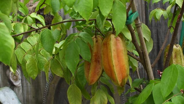 Carambola Sri Kembangan star fruit hanging on a tree branch. Growing food in the backyard. Gardening as a hobby