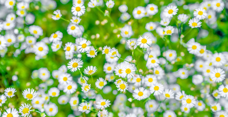 White small daisies blooming on grass background
