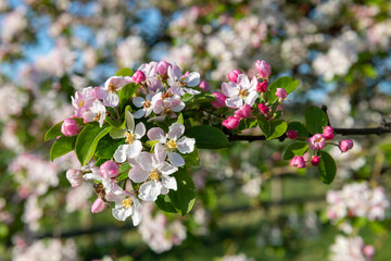 Close up of malus blossom