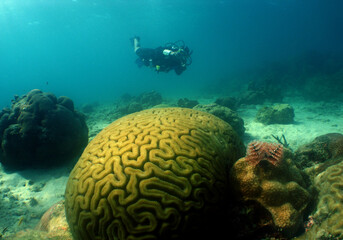 Naklejka na ściany i meble diver and a brain coral in the crystal clear waters of the caribbean sea