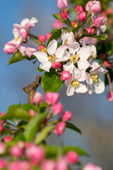 Close up of malus blossom