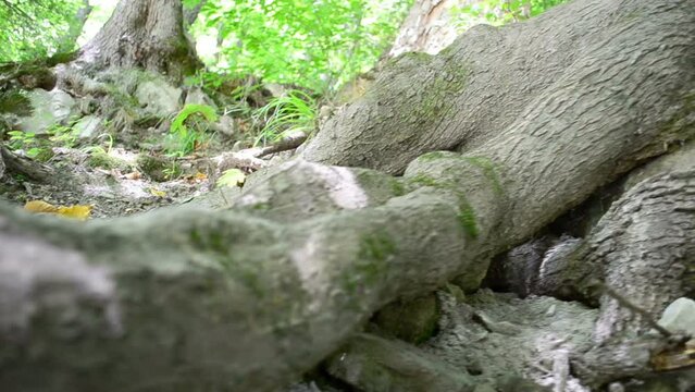 Tree roots, wood. Slow motion. Shooting in mountains.