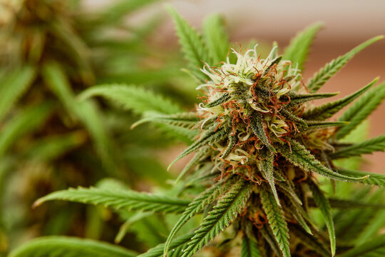 Fototapeta plant sativa cannabis beautiful background of the theme of legalization and medical hemp in the world