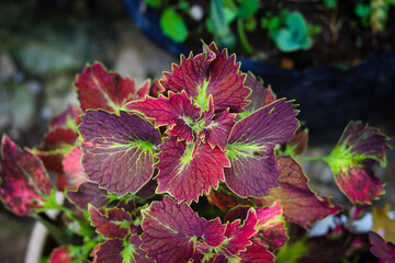 Coleus tilt a twirl plant in the backyard